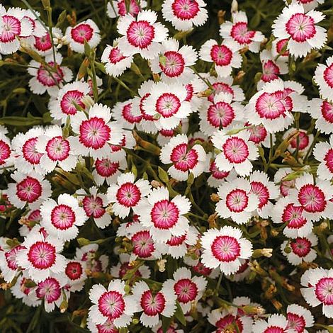 Dianthus deltoides Arctic Fire (1445)